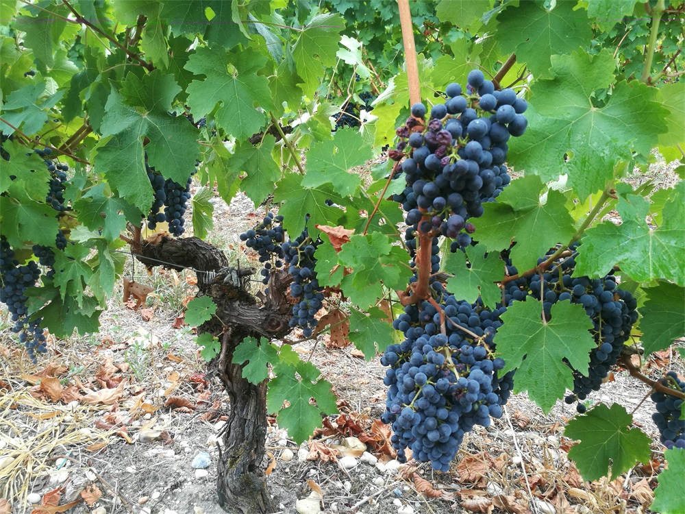 国产麻豆一区二区三区精品视频批发厂家怎么样